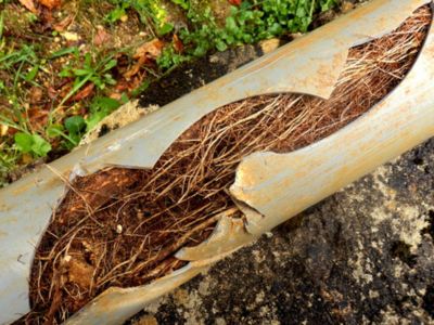 problems from intruding roots